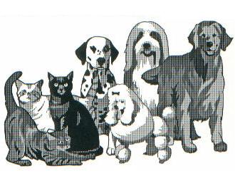 pet stain and odor removal